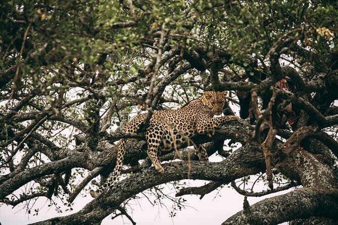 4 Days Lodge Safari in Lake Manyara, Serengeti & Ngorongoro Crater - Lodge comfort and what the price covers