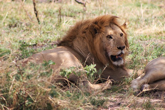 4 Days lodge safari Tarangire , Ngorongoro crater & Walking - Day 3: Descending into Ngorongoro Crater