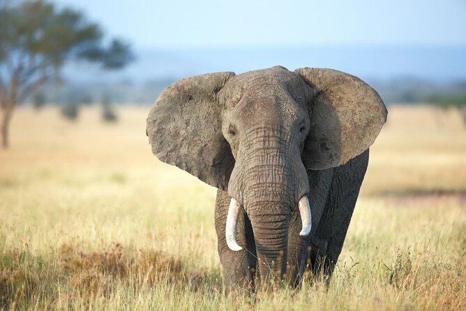 4 Days lodge safari Tarangire , Ngorongoro crater & Walking - Who should book this safari?