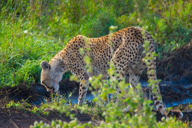 4 Days Lodge Safari - Day two: entering Serengeti after the crater highlands