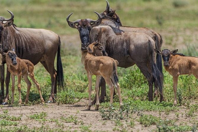4 Days Lodges Serengeti, Ngorongoro Crater & Visiting Maasai - Accommodation: camp comfort, not a fixed hotel list