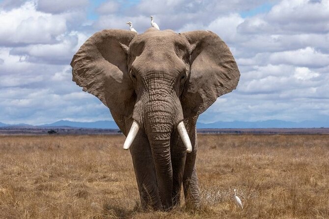 4 Days Lodges Serengeti, Ngorongoro Crater & Visiting Maasai - Day 3: The full day that makes the route worthwhile
