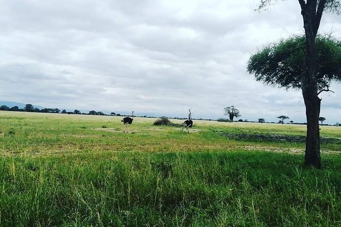 4 Days Luxury Lodge Safari Tour Tanzania - Three parks in four days, with little wasted time