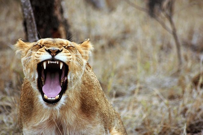 4 Days Luxury Lodge Safari Tour Tanzania - Day 3: A cold Serengeti sunrise and a late brunch