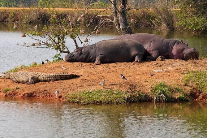 4 Days Luxury Lodge Safari Tour Tanzania - Day 4: Wildlife below the Ngorongoro rim