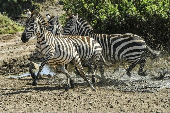 4 Days Luxury Lodge Safari Tour Tanzania - What the $2,550 price really buys