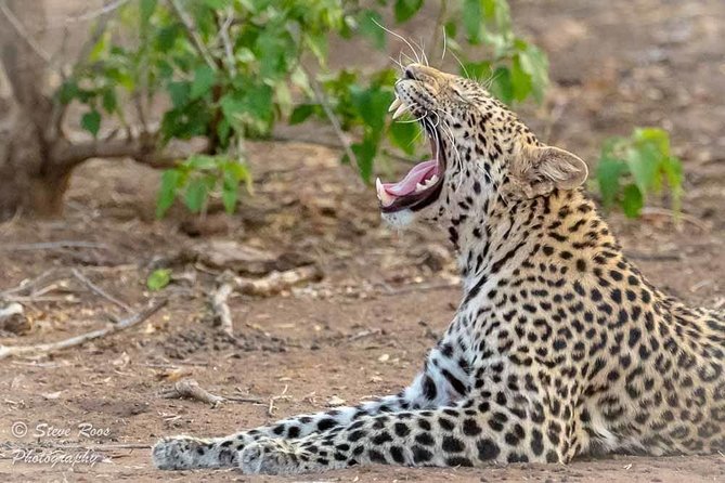 4 Days Luxury Lodge Safari Tour Tanzania - Day 2: From Tarangire toward the Serengeti