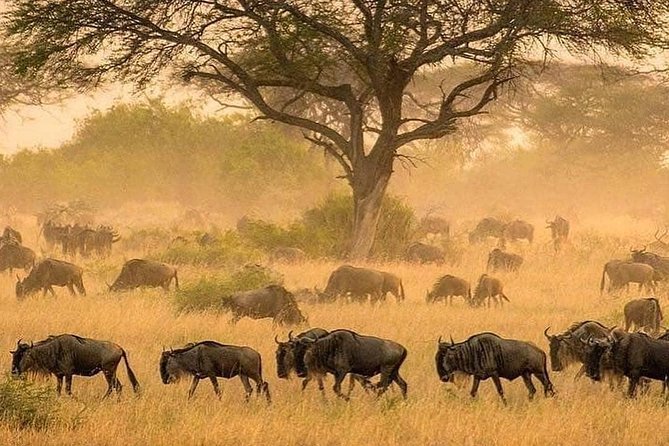 4 days luxury safari (a dream experience) - Day three: leaving Serengeti for the crater rim