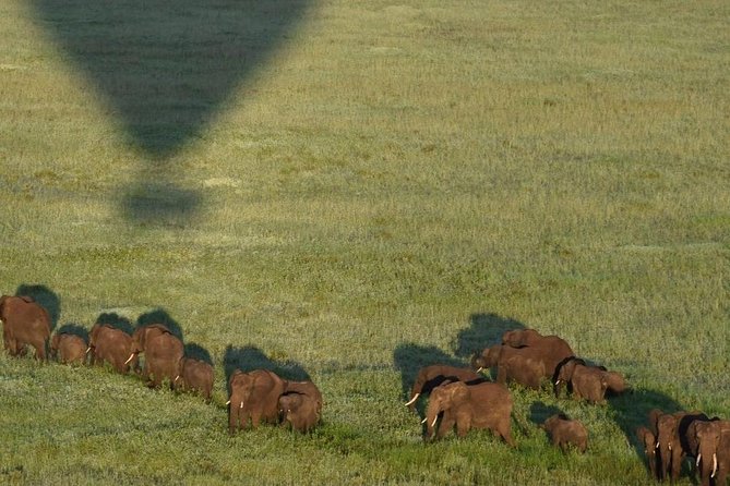 4 days luxury safari (a dream experience) - The guide can make or break a short safari