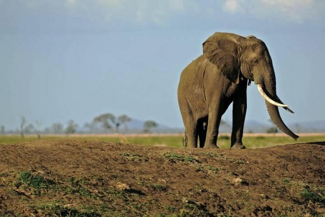 4 Days Mikumi & Udzungwa National Parks Safari - Two parks, two very different kinds of Tanzania