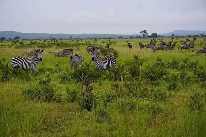 4 Days Mikumi & Udzungwa National Parks Safari - Food, comfort, and the pace of the days