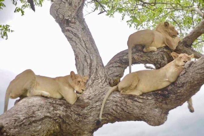 4 Days Mikumi & Udzungwa National Parks Safari - Who will enjoy this safari most