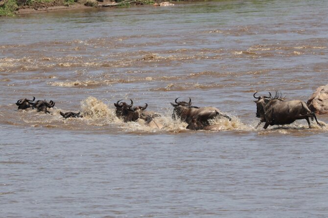 4 Days Private Arusha National Park, Serengeti, Ngorongoro Tour - Why the private format matters