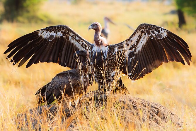 4 Days Private Arusha National Park, Serengeti, Ngorongoro Tour - Who will enjoy this route most