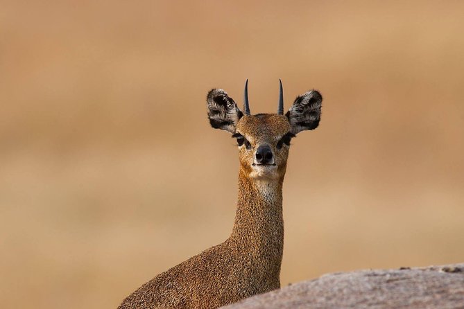 4 Days Private Migration Midrange Safari - Day 2: Central Serengeti to the northern zone