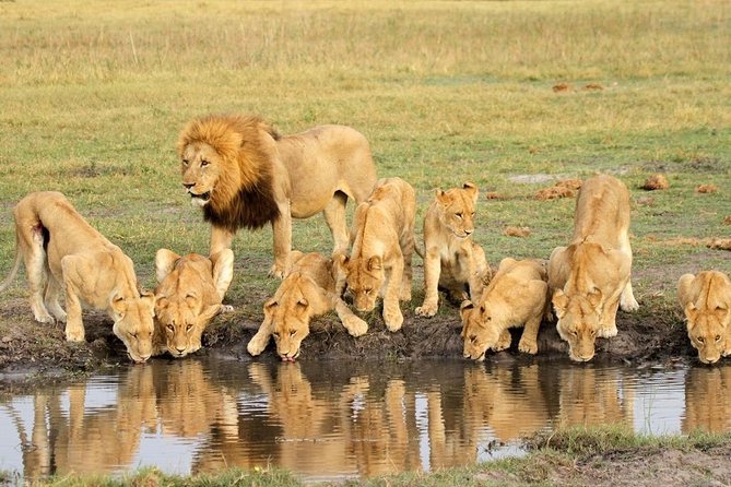 4 Days Private Migration Midrange Safari - Day 4: Returning from Northern Serengeti to Arusha