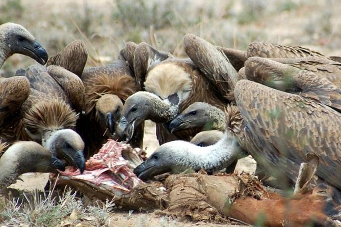 4 Days Private Migration Midrange Safari - Lodges, meals, and the comfort level