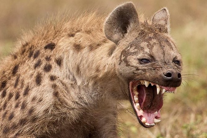 4 Days Private Migration Midrange Safari - What the $2,500 price covers