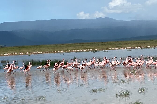 4 Days Private Tour Tarangire Crater and Serengeti - Day 1: Tarangire’s elephants and baobab country