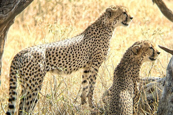 4 days safari - A five-day circuit from Arusha