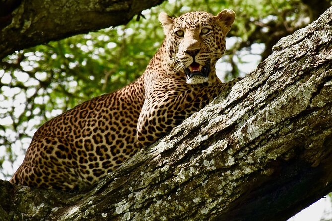 4 days safari - Day 2: Driving into Central Serengeti