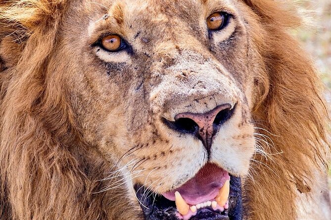 4 days safari - Day 4: Into Ngorongoro Crater