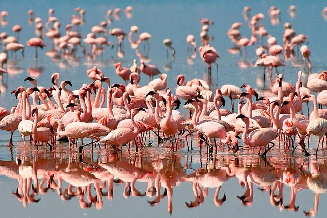 4 days safari in Tanzania - Day 4: Ngorongoro Crater’s concentrated wildlife