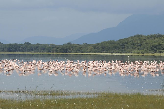 4 days safari in Tanzania - What the guide can add to the experience