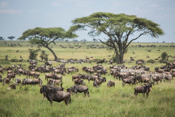 4 days safari in Tanzania - Day 2: Crossing to Serengeti and reaching Seronera