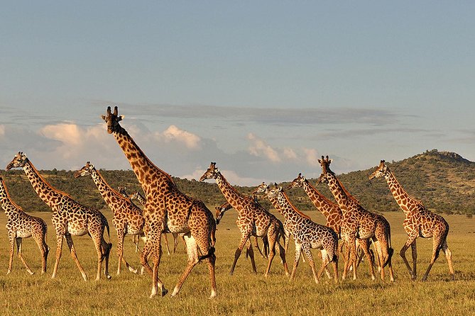 4 days Safari Lake Manyara, Ngorongoro crater and Serengeti - Day 4: Ngorongoro Crater’s concentrated wildlife