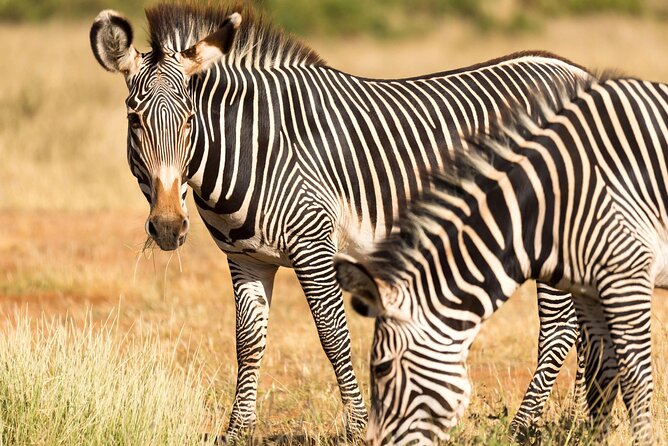 4 Days Safari to Tarangire, Serengeti and Ngorongoro - Day one: Lake Manyara’s forest and lakeshore