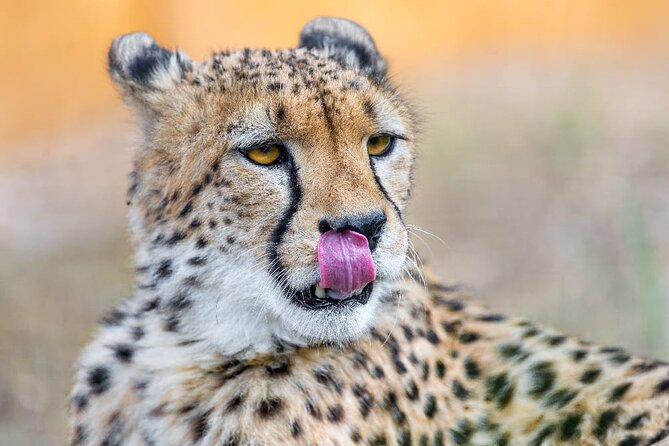 4 Days Safari Tour at Tarangire, Serengeti and Ngorongoro Crater - Why this four-day route works