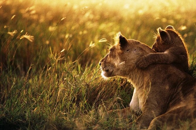 4 Days Safari Tour at Tarangire, Serengeti and Ngorongoro Crater - Day four: wildlife below the Ngorongoro rim