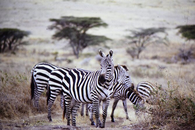 4 Days Safari Tour at Tarangire, Serengeti and Ngorongoro Crater - What the private transport adds