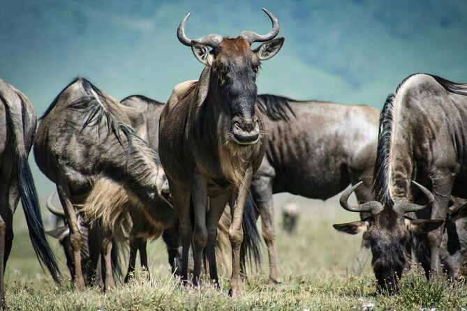 4 Days Safari Tour at Tarangire, Serengeti and Ngorongoro Crater - Day one: elephants and baobabs in Tarangire