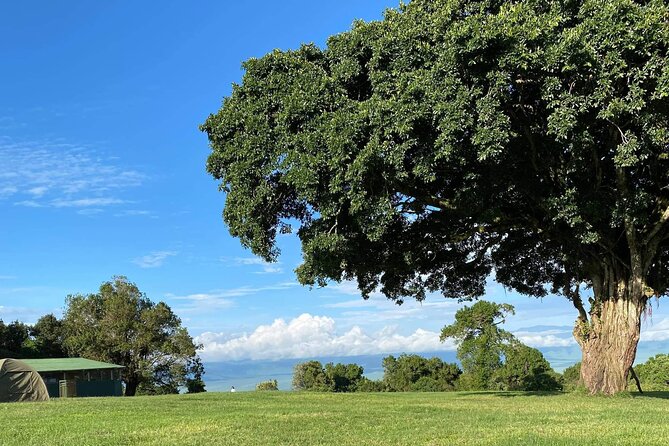 4 Days safari Tour Tanzania - Day 3: Sunrise in Serengeti, then on to Ngorongoro