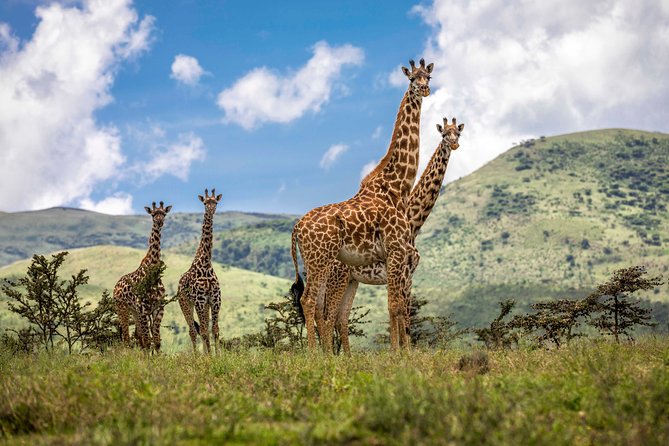 4 Days safari Tour Tanzania - Day 1: Tarangire elephants and baobab country