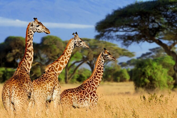 4 Days scenic Tarangire, Ngorongoro, Serengeti Group Safari - Day two: the 600-meter descent into Ngorongoro Crater