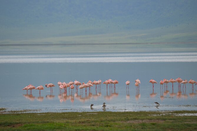 4 days serengeti & ngorongoro mid range tour - Day 3: A balloon option and more time in the central Serengeti
