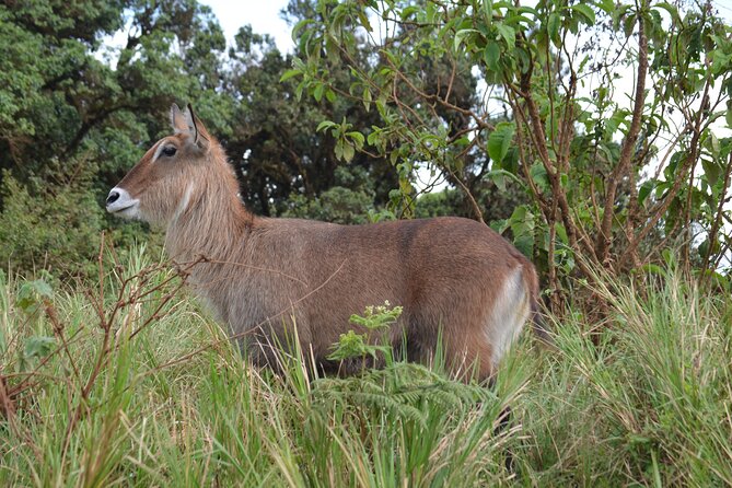 4 days serengeti & ngorongoro mid range tour - Day 4: Descending into Ngorongoro Crater