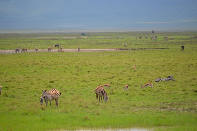 4 days serengeti & ngorongoro mid range tour - Accommodation, meals, and comfort