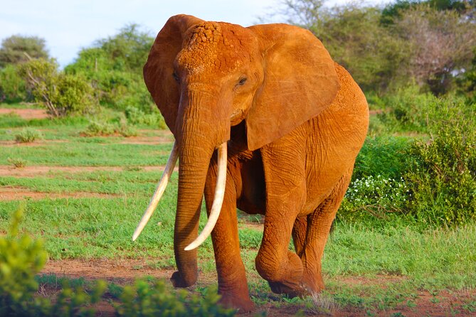 4 Days Tanzania Budget Group Join Safari- Serengeti & Ngorongoro - Day 2: A full day on the Serengeti plains