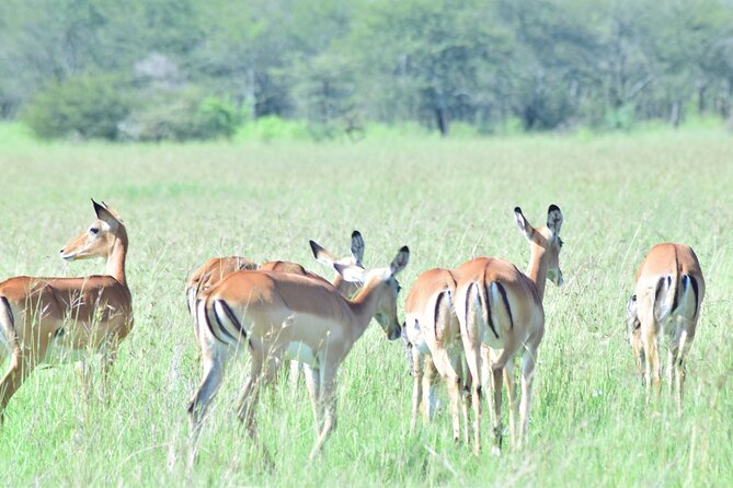 4 Days Tanzania Budget Group Join Safari- Serengeti & Ngorongoro - Why Serengeti and Ngorongoro work well together