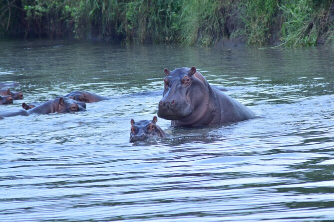 4 Days Tanzania Budget Group Join Safari- Serengeti & Ngorongoro - The guide and the shared safari experience