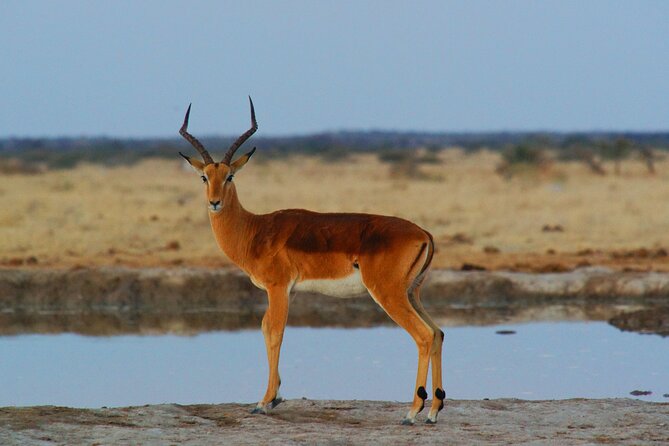 4 Days Tanzania Budget Group Join Safari- Serengeti & Ngorongoro - Meals, comfort, and what to clarify