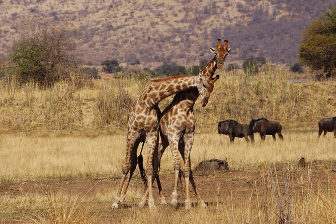 4 Days Tanzania Budget Group Join Safari- Serengeti & Ngorongoro - Day 1: Arusha to the Serengeti