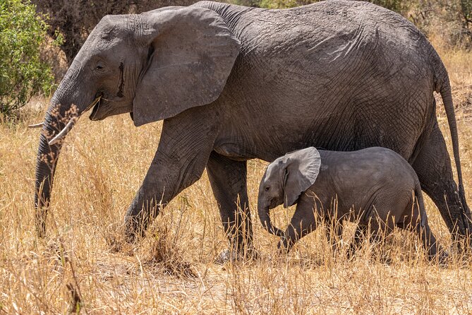 4 Days Tanzania Budget Safari - Key points at a glance