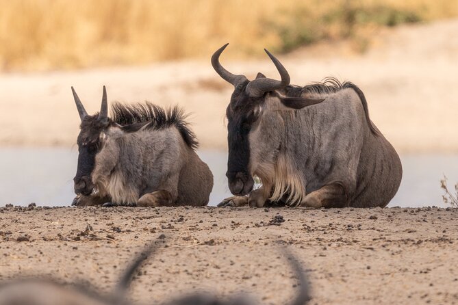 4 Days Tanzania Budget Safari - Day 1: Tarangire’s elephants and river country