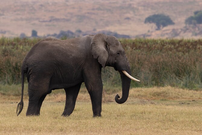 4 Days Tanzania Budget Safari - Day 3: Ngorongoro Crater’s concentrated wildlife