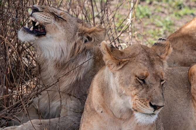 4 Days Tanzania Budget Safari - How the small group affects the experience